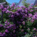 Veilchenblau in voller Blüte