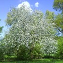 Blühender Obstbaum