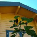 ... gelb und grün wie eine Sonnenblume.