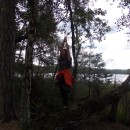 Baum unter Bäumen